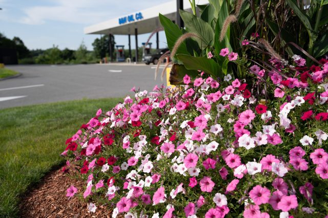 Services = landscape = place next to seasonal plantings section
