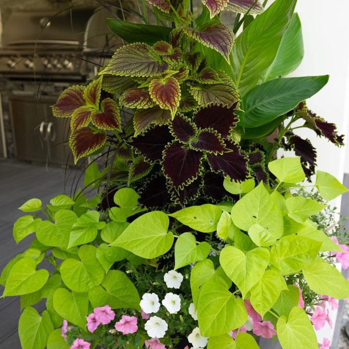 Services= landscape= place next to seasonal plantings section 1