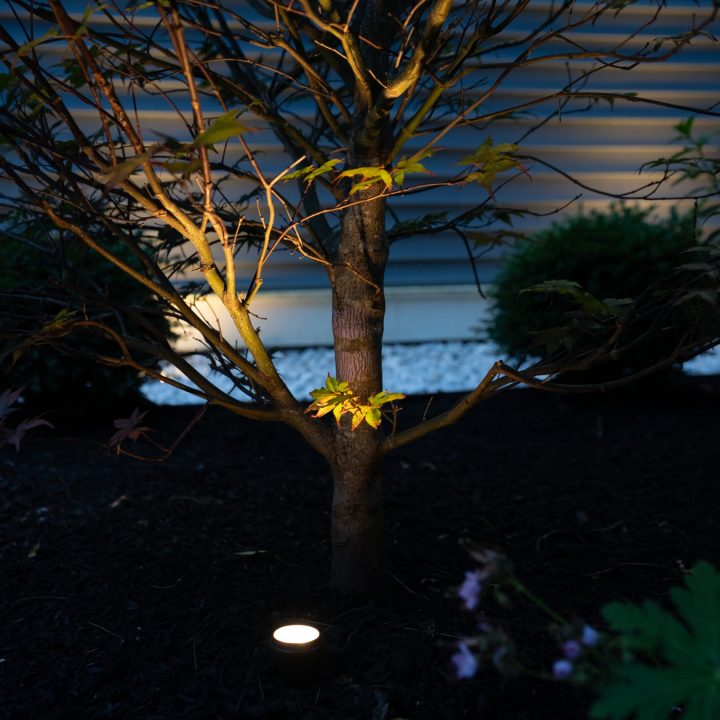 Tree uplighting